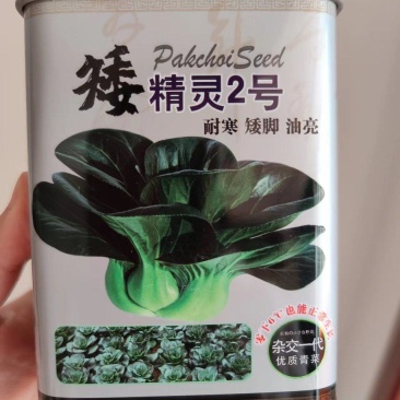 矮精灵2号苏州青种子，200克，耐寒矮脚油亮