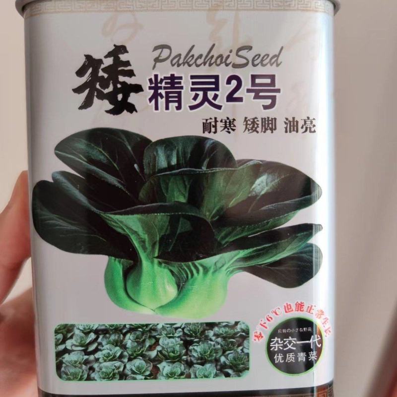 矮精灵2号苏州青种子，200克，耐寒矮脚油亮