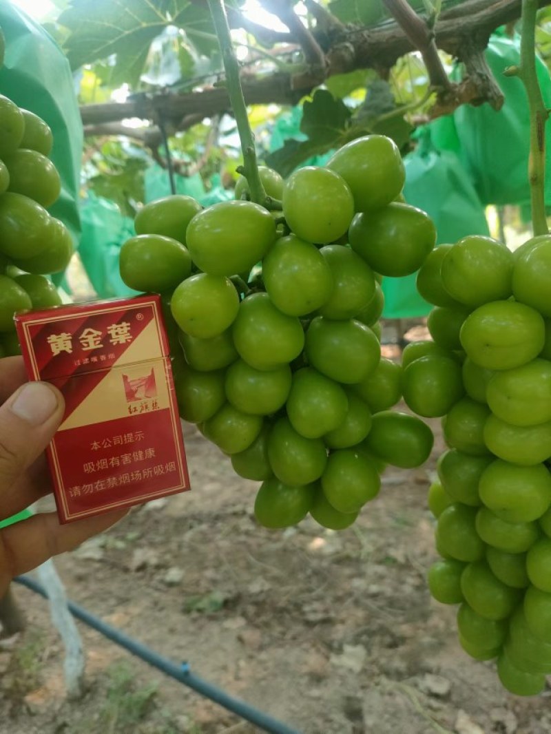 阳光玫瑰葡萄口感非常美