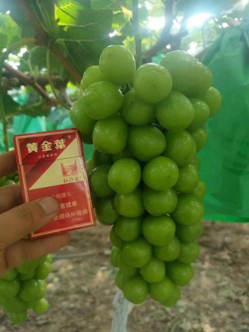 阳光玫瑰葡萄口感非常美