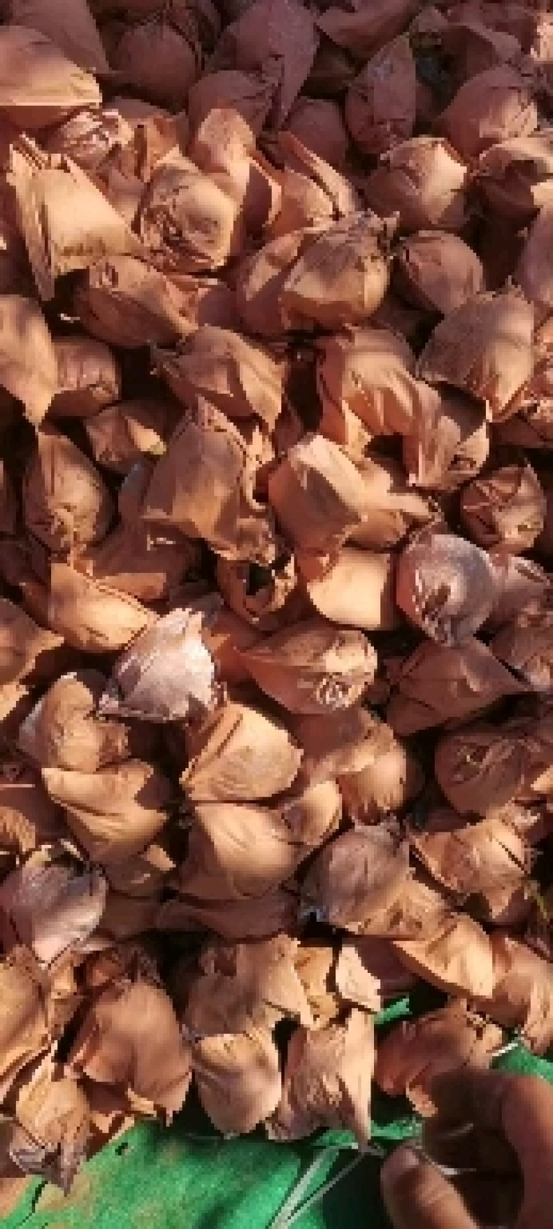 精品黄元帅苹果继续装货中，产地一首货源，需要联系我