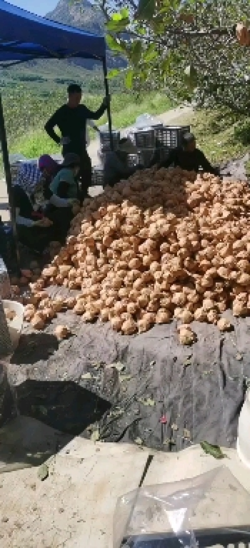 精品黄元帅苹果继续装货中，产地一首货源，需要联系我