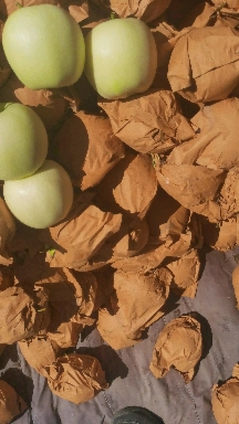 精品黄元帅苹果继续装货中，产地一首货源，需要联系我