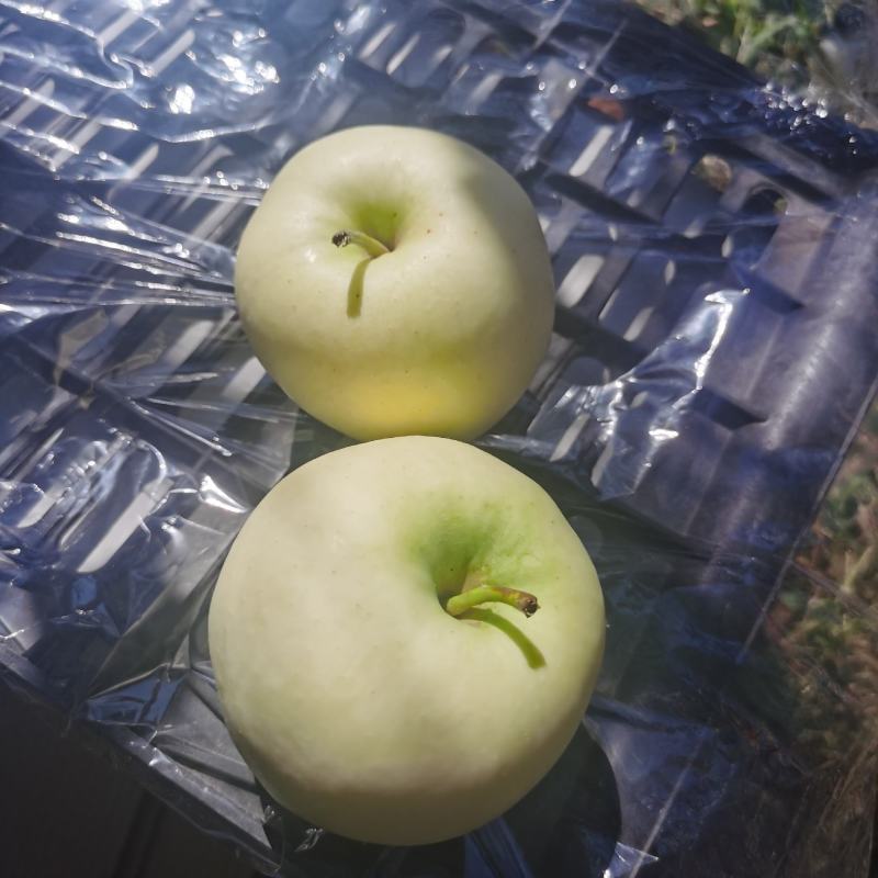 精品黄元帅苹果继续装货中，产地一首货源，需要联系我