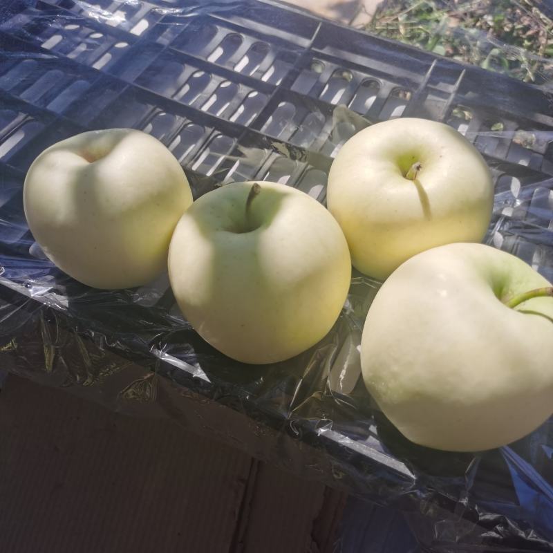 精品黄元帅苹果继续装货中，产地一首货源，需要联系我