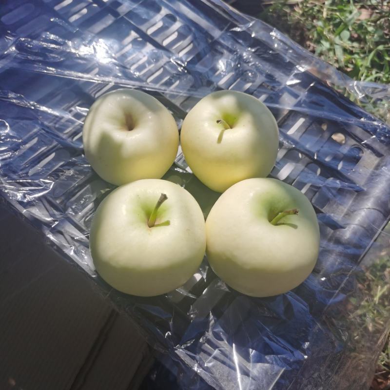 精品黄元帅苹果继续装货中，产地一首货源，需要联系我