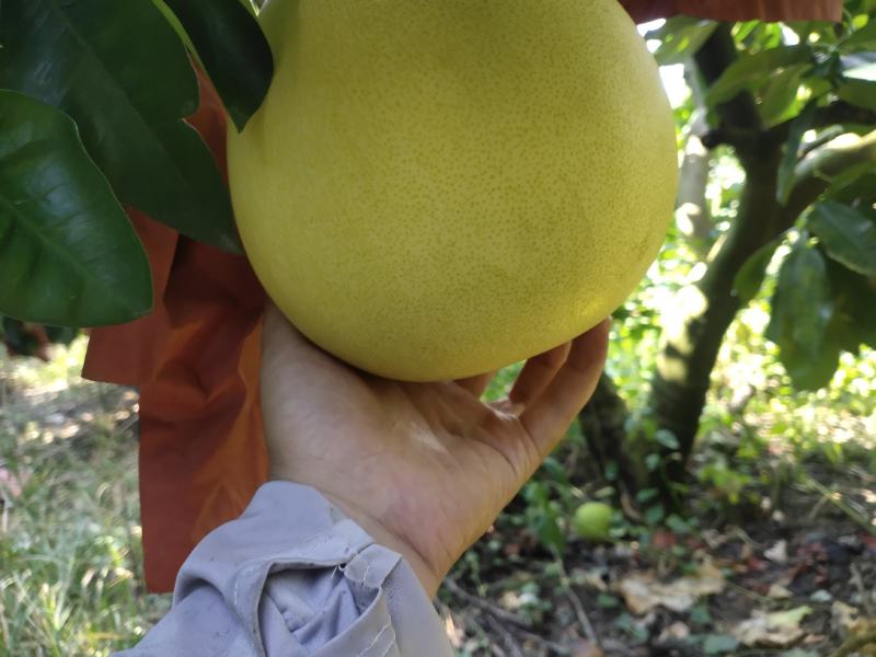 琯溪蜜柚白柚