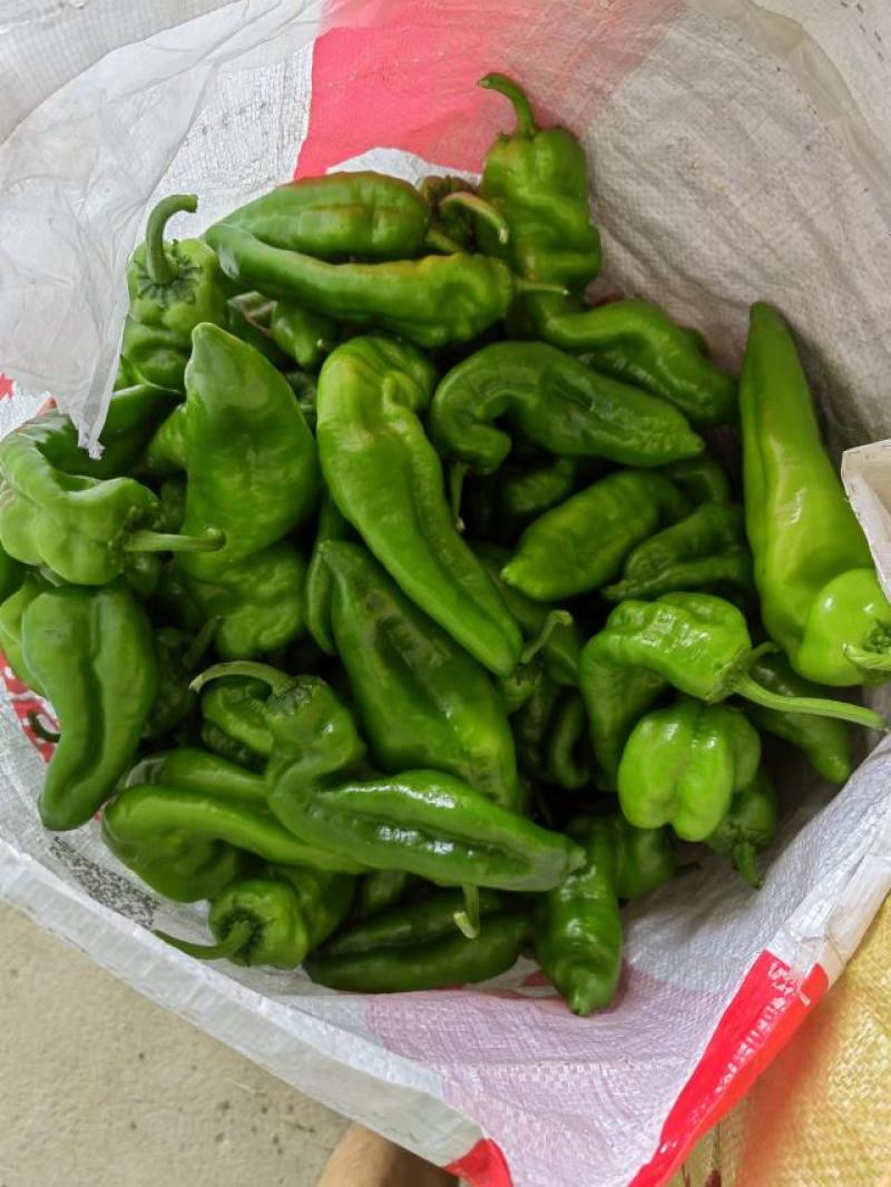 安徽薄皮辣椒（301）陆续上市，产地直供，