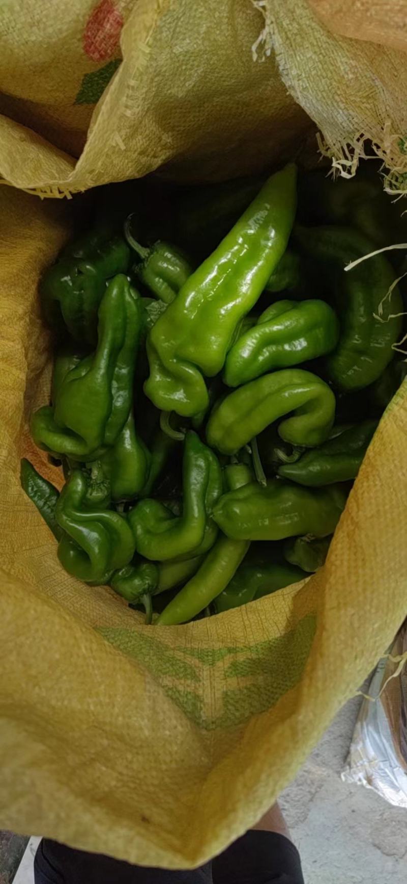 安徽薄皮辣椒（301）陆续上市，产地直供，