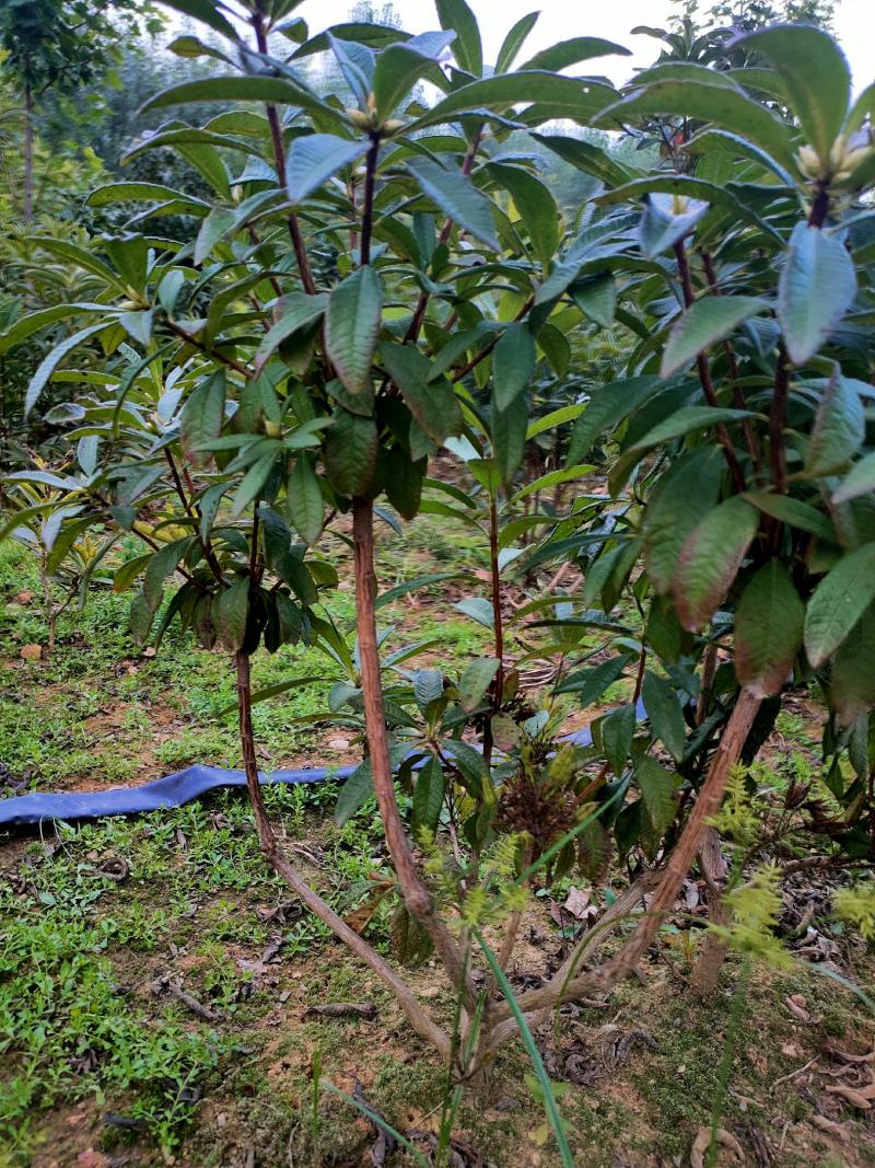 黄杜鹃羊踯躅基地发货量大价优，技术指导，欢迎联系