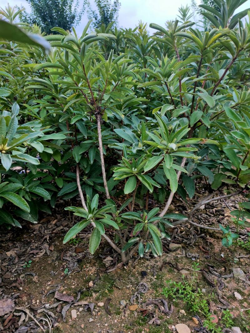 黄杜鹃羊踯躅基地发货量大价优，技术指导，欢迎联系