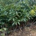 黄杜鹃羊踯躅基地发货量大价优，技术指导，欢迎联系