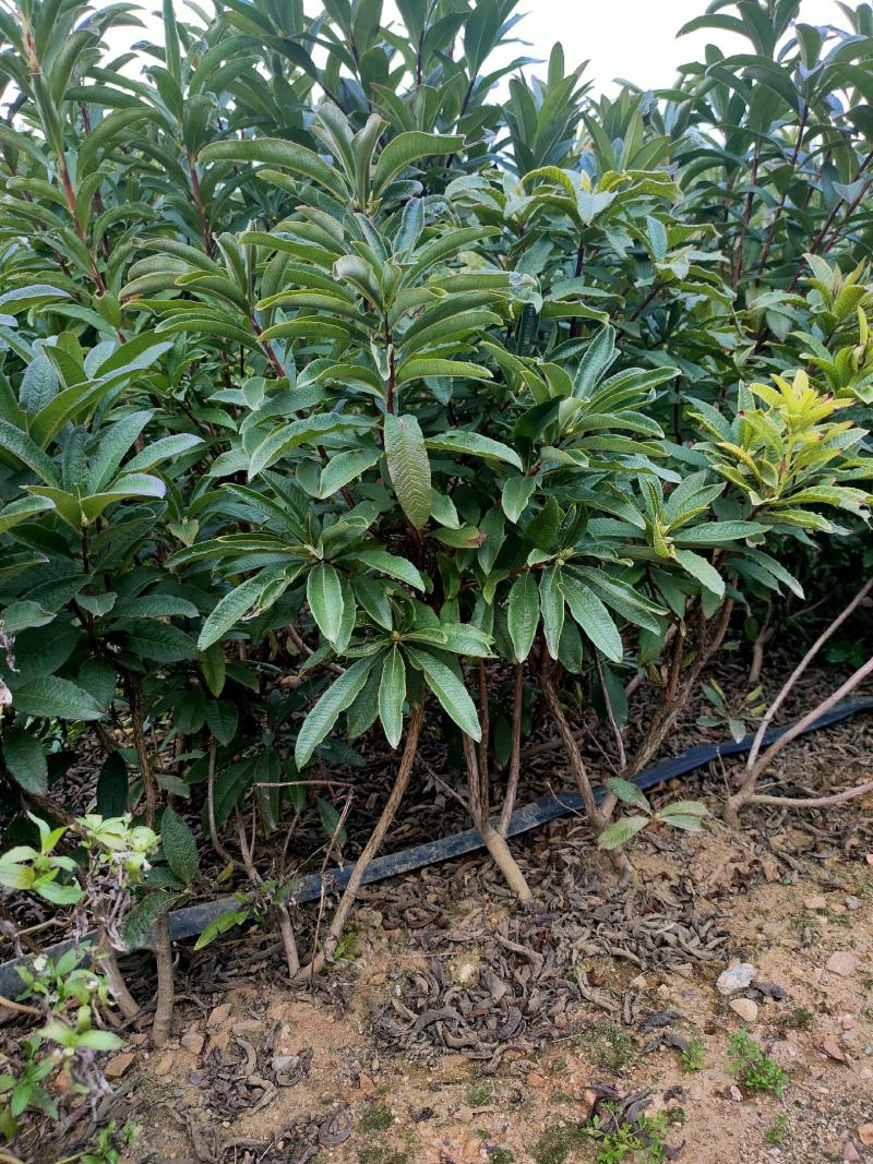 黄杜鹃羊踯躅基地发货量大价优，技术指导，欢迎联系