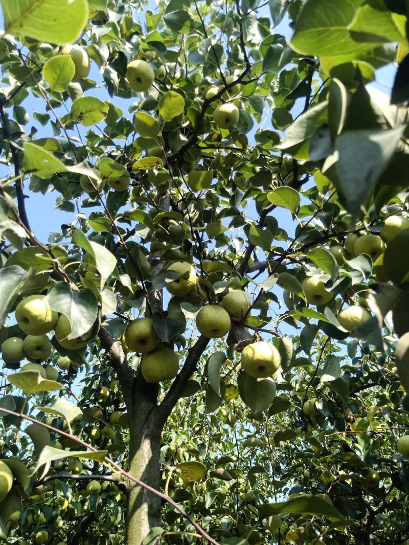 2025爸妈在家种植的金顶谢花酥梨成熟了