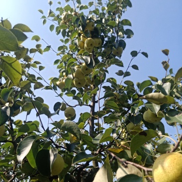 2025爸妈在家种植的金顶谢花酥梨成熟了