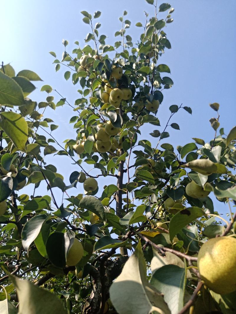 2025爸妈在家种植的金顶谢花酥梨成熟了