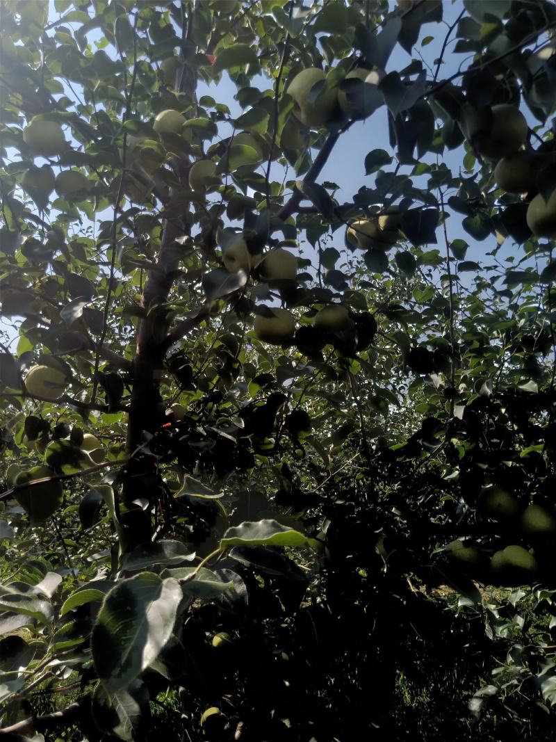 2025爸妈在家种植的金顶谢花酥梨成熟了