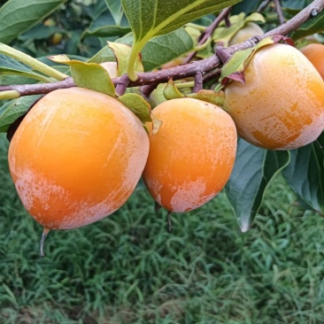 吊红柿子重台柿子火葫芦柿子胭脂红柿子竹子罐柿子大量有货