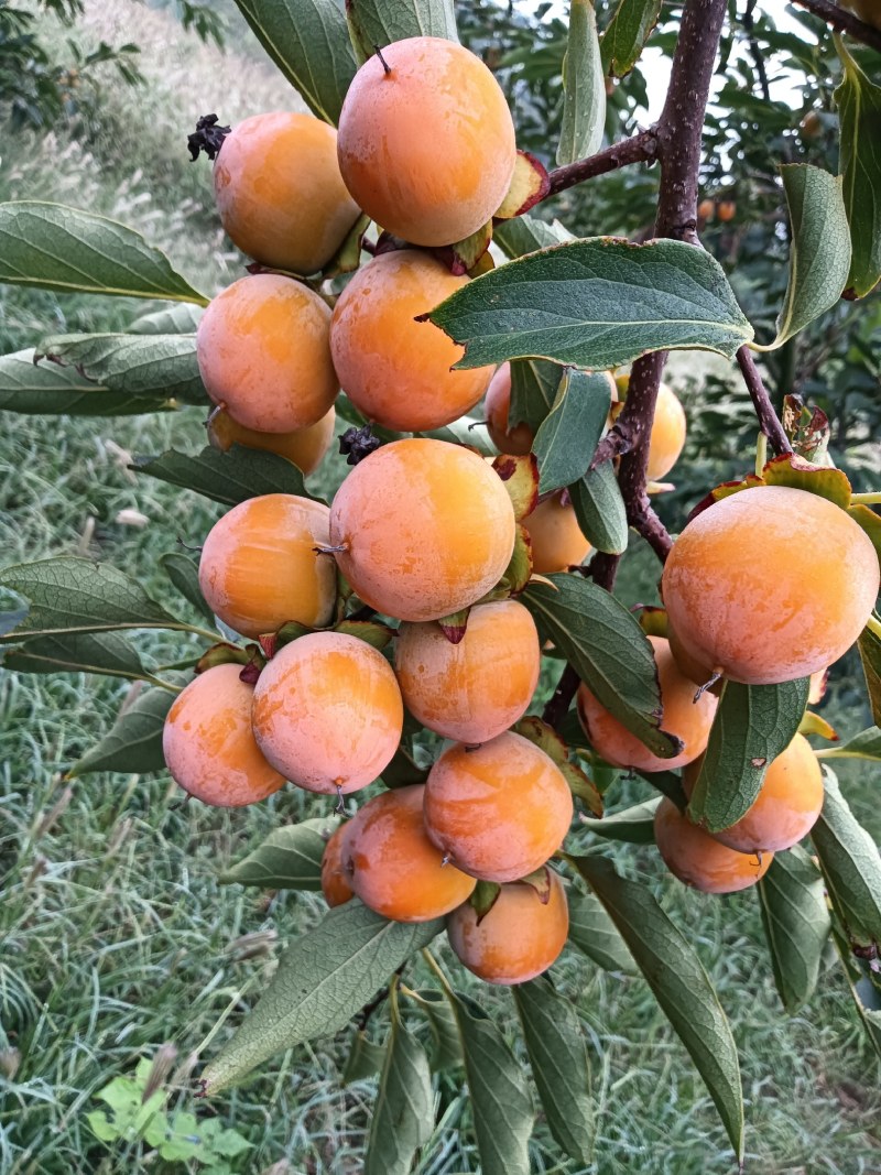 吊红柿子重台柿子火葫芦柿子胭脂红柿子竹子罐柿子大量有货
