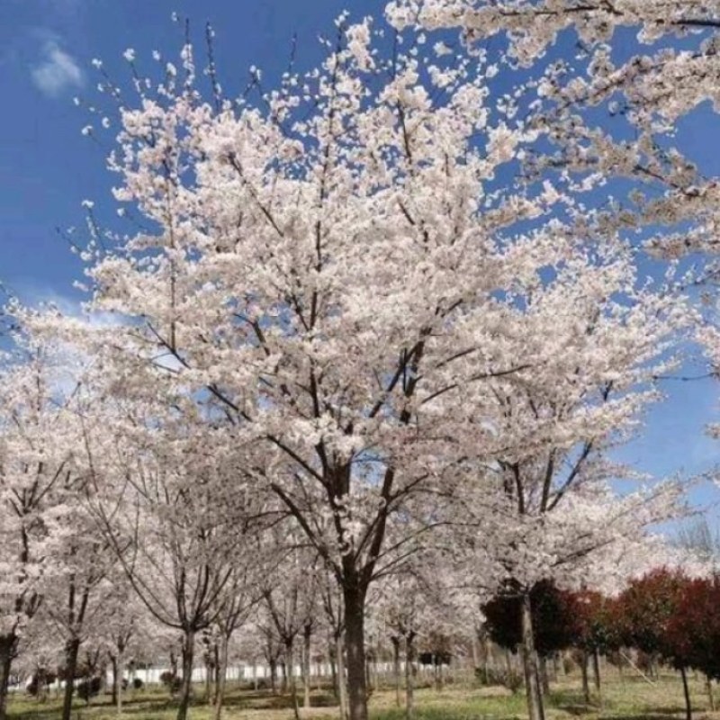 染井吉野，日本早樱胸径12一15公分，海量供应欢迎订购