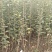 樱花树红叶绿叶樱花各种规格樱花树苗直径1-20厘米