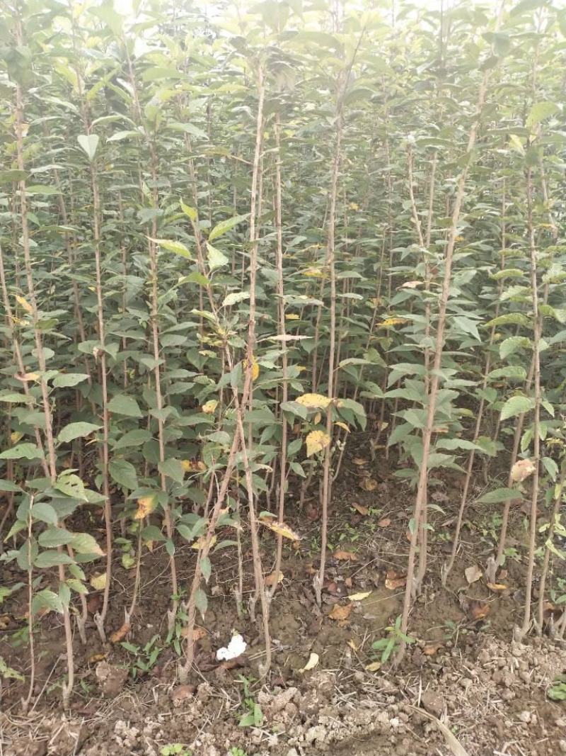 樱花树红叶绿叶樱花各种规格樱花树苗直径1-20厘米
