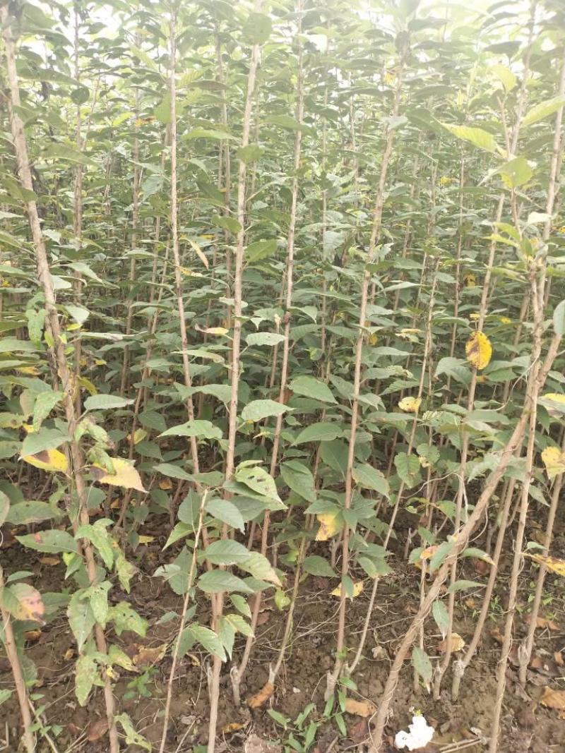 樱花树红叶绿叶樱花各种规格樱花树苗直径1-20厘米