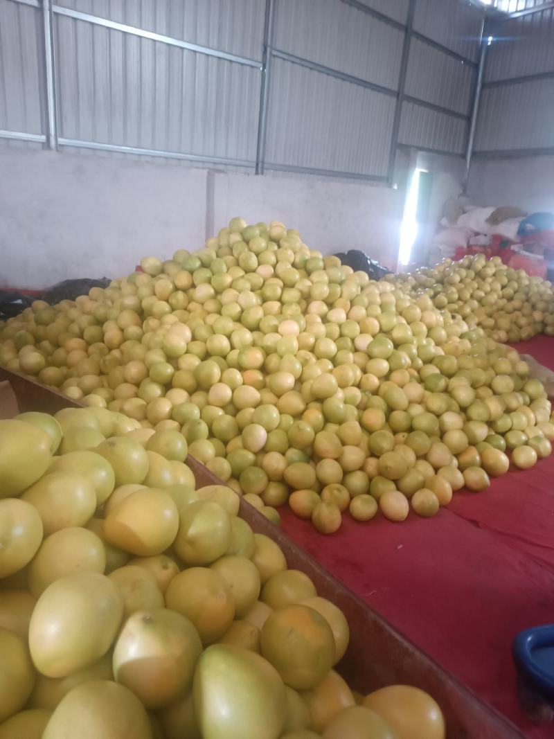 市场疫情封锁，仓库未加工红柚低价出售
