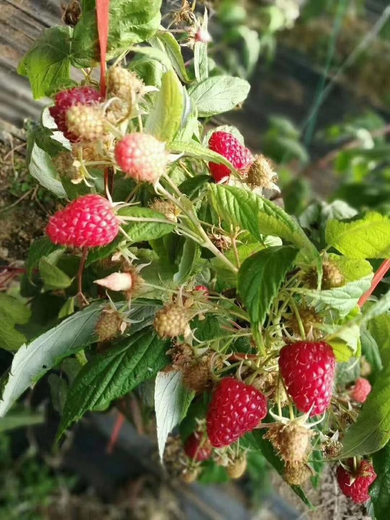 双季树莓苗波尔卡