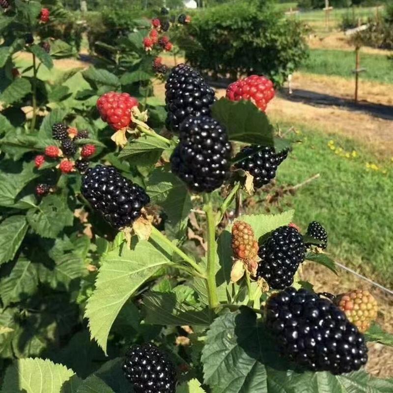 双季黑莓苗，Freedom/福瑞达，153组培脱毒苗