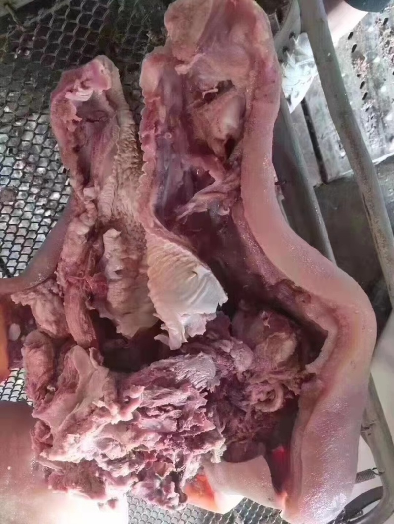 牛头肉牛脸整个牛头肉山东鲁西黄牛牛头肉一手货源