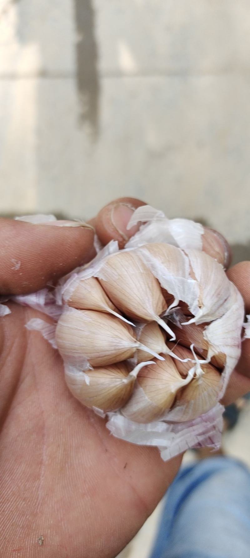大名精品大青稞蒜种