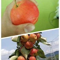 辽宁鞍山海城南果梨大量有货产地高中档包装，支持一件代发
