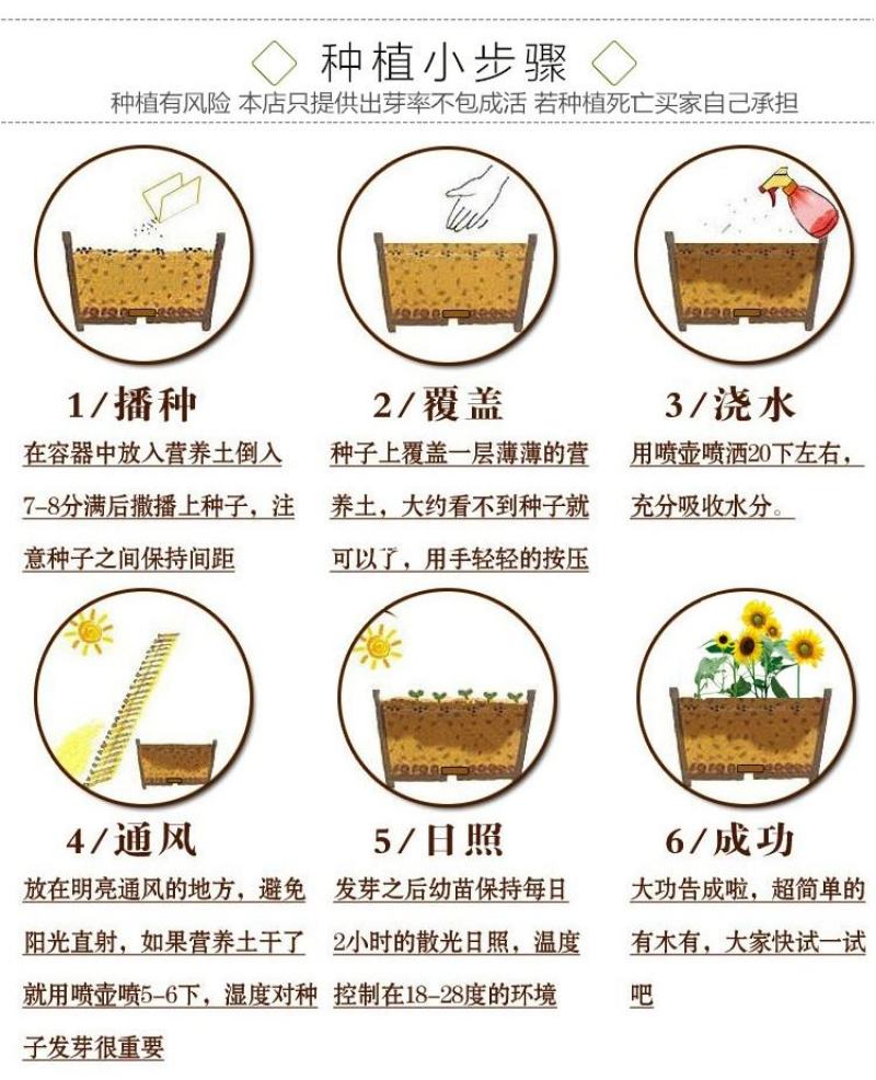 马蹄金种子草籽草坪种子小金钱草铜钱草种子四季常青耐高温绿
