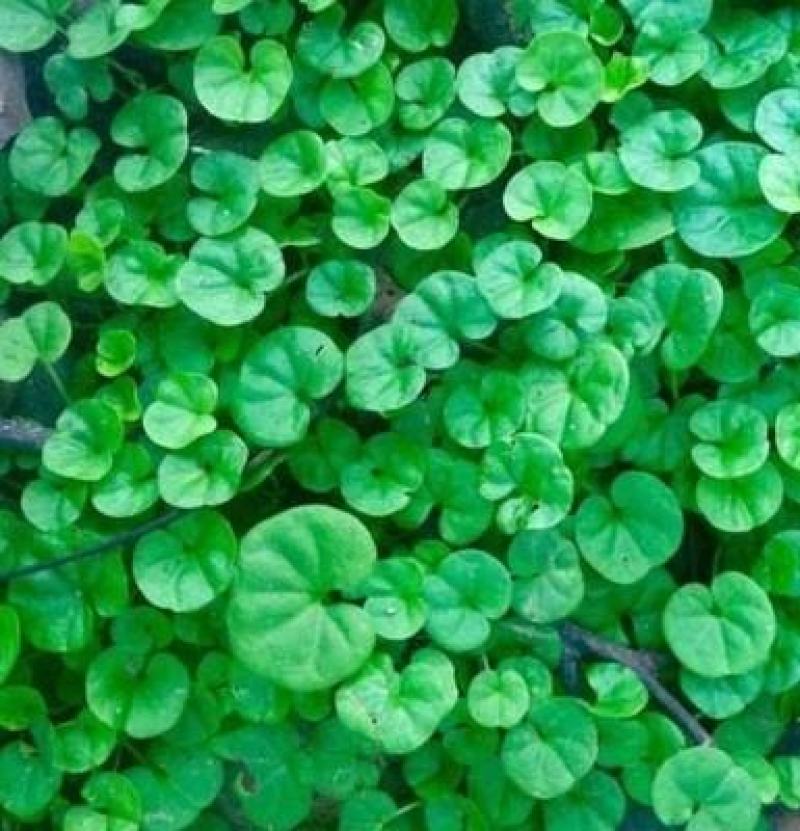 马蹄金种子草籽草坪种子小金钱草铜钱草种子四季常青耐高温绿