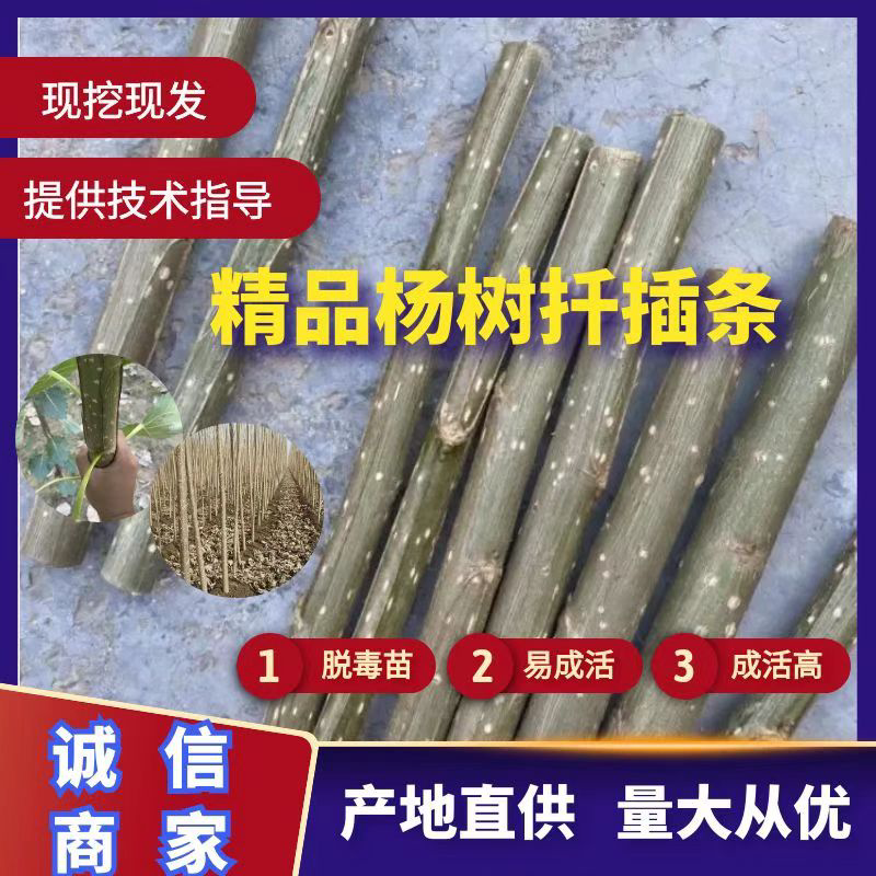 杨树种条南林3412，南林3804，鲁9无絮杨