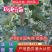 4到5公分无絮杨，根系发达，质量保证，成活率高