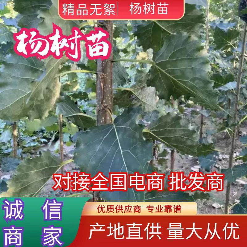 4到5公分无絮杨，根系发达，质量保证，成活率高