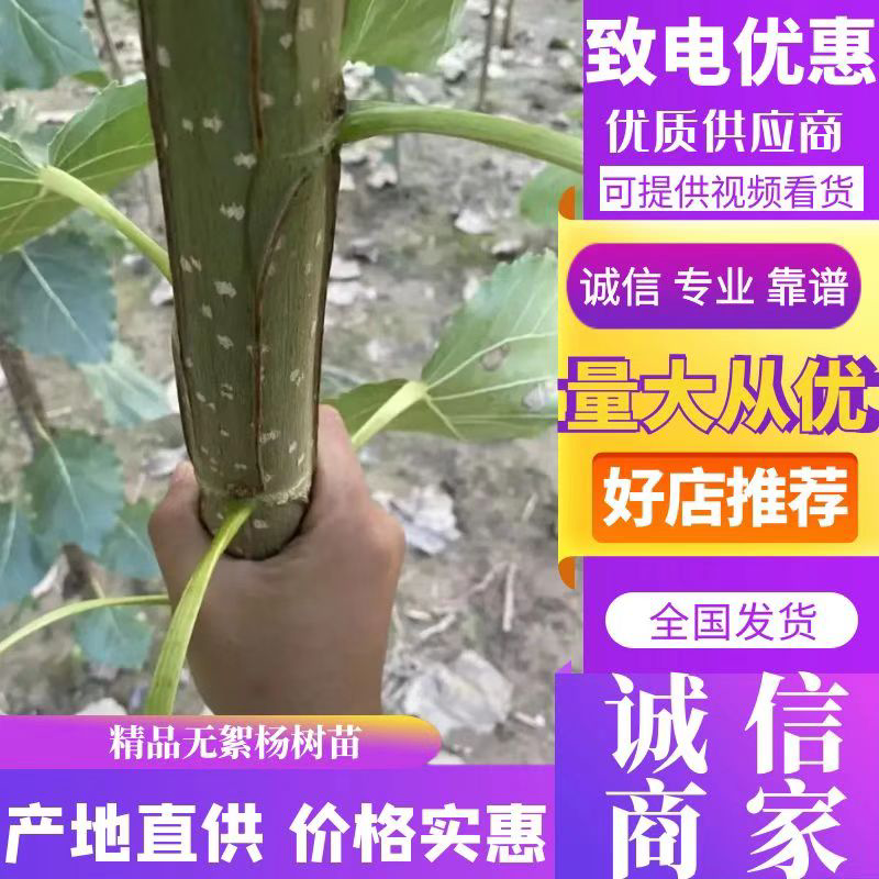 速生无絮杨，及种段当年长势5到8公分，成活率高