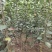 梨树，新梨7号、秋月、早酥红、园黄，优选种条，品种纯度好