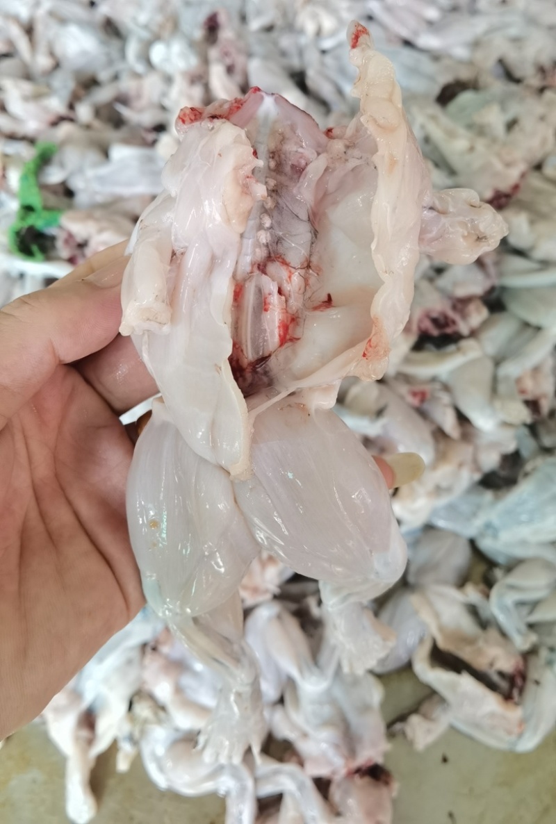 牛蛙系列