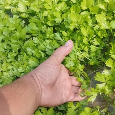 芹菜苗法国皇后大量上市