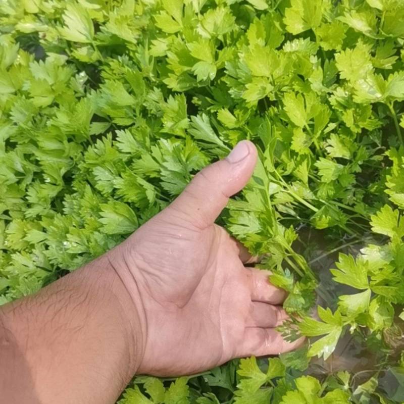 芹菜苗法国皇后大量上市