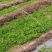 芹菜苗法国皇后大量上市