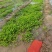 芹菜苗法国皇后大量上市