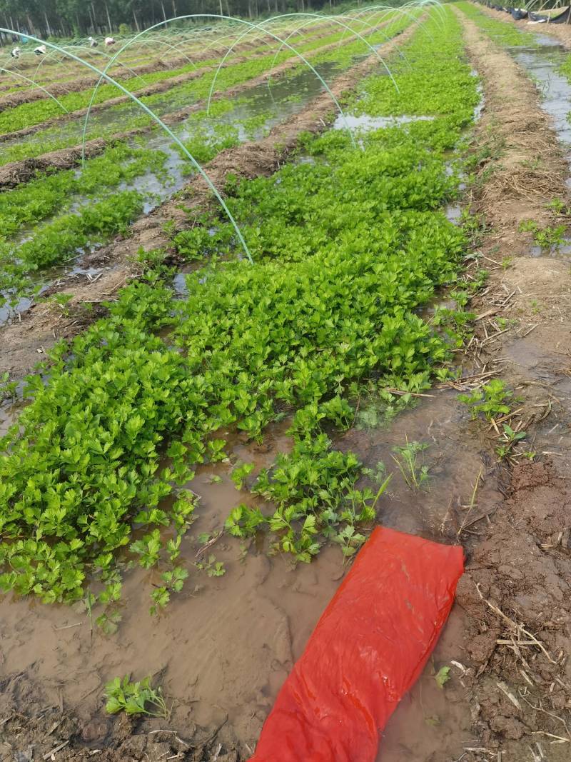 芹菜苗法国皇后大量上市