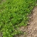 芹菜苗法国皇后大量上市