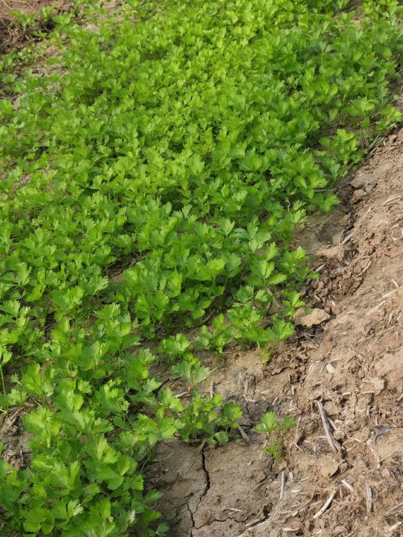芹菜苗法国皇后大量上市