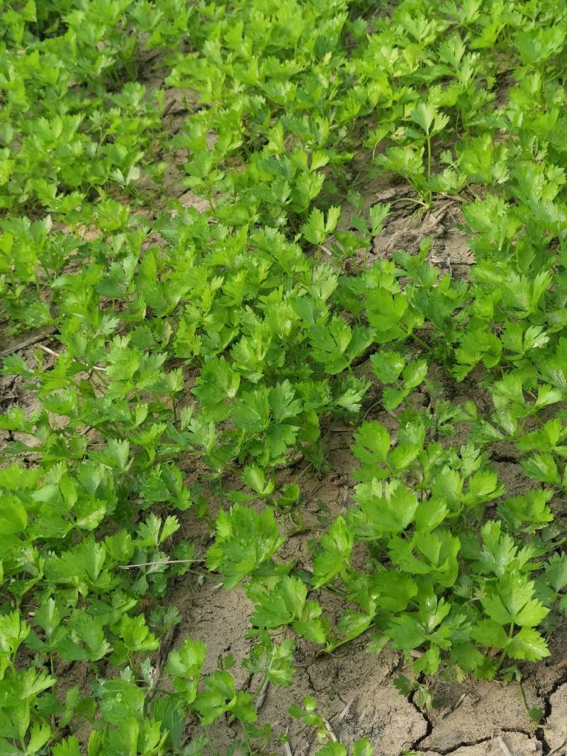 芹菜苗法国皇后大量上市