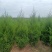 基地直发1.5-2.2米蜀侩量大，价格便宜。冠幅7-80